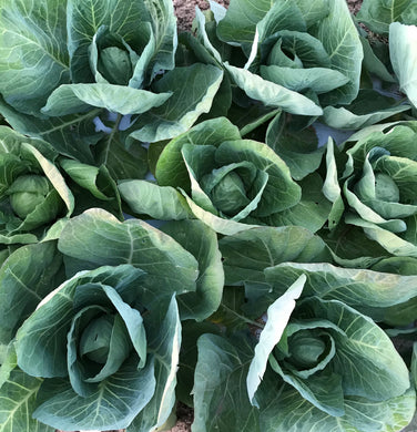 Cabbage