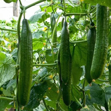 English Cucumbers