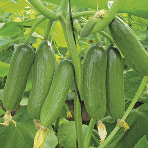 Mini Persian Cucumbers