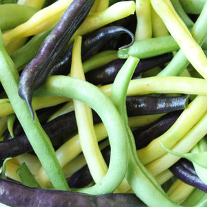 Multicolored String Beans