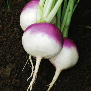 Purple Top Turnips
