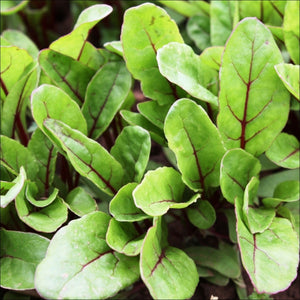 Large Leaf Red Veined Spinach